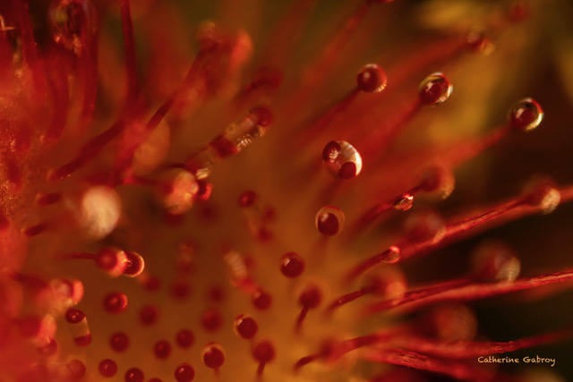 Photo de fleur en macro